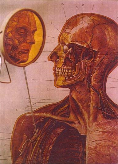 homosm1